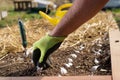 Planting garlic bulbs Royalty Free Stock Photo