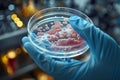 Close up of gloved hand holding petri dish with bacterial culture Royalty Free Stock Photo