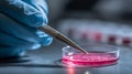 Close-up of gloved hand holding precision tool over petri dish with red liquid medium in sterile laboratory setting Royalty Free Stock Photo