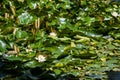 Close up of glowing green water lilly leaves floatin on water with white water lilly blooms Royalty Free Stock Photo