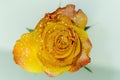 Close up of a glowing yellow rose on white background Royalty Free Stock Photo