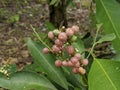 Close-up of glycosmis plant at the garden