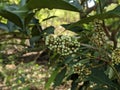 Close-up of glycosmis plant at the garden