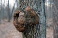 Close up gnarl on the bark of a tree Royalty Free Stock Photo