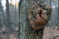 Close up gnarl on the bark of a tree Royalty Free Stock Photo