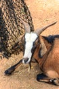 Close up goat Royalty Free Stock Photo