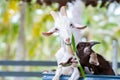 Close up goat chewing grass in outdoor cattle corral of wildlife natural. Livestock concept. farm concept