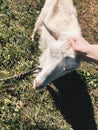 Close up of a goat Royalty Free Stock Photo