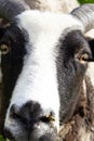 Close Up of a Goat Eye and Face Royalty Free Stock Photo