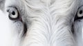 close-up of a goat eye white fur patterns Royalty Free Stock Photo