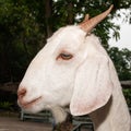 Close-up goat face Royalty Free Stock Photo
