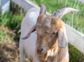 Close up of a goat, face, grass background Royalty Free Stock Photo