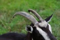 Close-up of the goat horns. Goat grazing in the yard