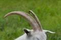 Close-up of the goat horns. Goat grazing in the yard