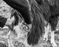 Close up goat milking in farm