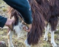Close up goat milking in farm