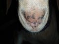 Close Up Of A Goat Nose And Mouth. Royalty Free Stock Photo