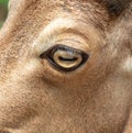 Close-up of a goat's eye Royalty Free Stock Photo