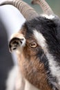Close up of goat`s eye. Royalty Free Stock Photo