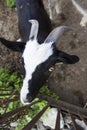 Close up of goat`s eye. Close up of a goat`s nose and mouth. A curious goat looks at the camera. Close-up of a white Royalty Free Stock Photo