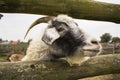 Close up of goat`s eye. Close up of a goat`s nose and mouth. Royalty Free Stock Photo