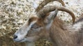 Close-up of the goat`s head. with big horns and a goatee. Royalty Free Stock Photo