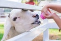 Close-up, the goat was feeding from a small bottle, held by the child`s hand. Feed the farm animals. Royalty Free Stock Photo