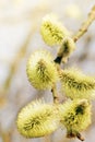 Close up of Goat willow blossom, yellow pollen covered catkins, spring willow blossom causing allergy. Blossomming buds of willow Royalty Free Stock Photo