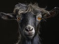 A close up of a goat's face with yellow eyes Royalty Free Stock Photo
