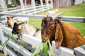 Close up of goats eating grass in the zoo