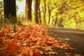 Orange maple leaf lying on the road. Colorful trees in the background. Fall season. Beautiful sun.