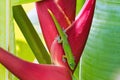 Close-up of a gold dust gecko. Royalty Free Stock Photo