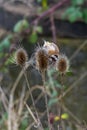 Close-up Of Gold Finch stieglitz Perching On Thistle Royalty Free Stock Photo