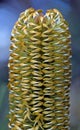 Close up of the gold flowers of the Australian native Banksia ericifolia