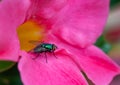 Close-up of a gold fly/blowfly calliphoridae on red and pink petals of a dipladenia blossom