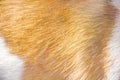 Gold fur dog with seamless texturenatural line background Royalty Free Stock Photo