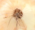 Close up of gold onion root.