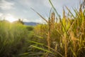 Close up of gold paddy rice.  rice seed  in paddy rice field under sunrise, Blur Paddy rice field in the morning background Royalty Free Stock Photo