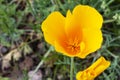 Close up on gold poppy blossom at Picacho Peak Royalty Free Stock Photo