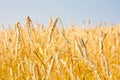 Close up of gold ripe wheat or rye ears against blue sky. Summer sunday. Selective focus