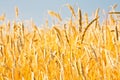 Close up of gold ripe wheat or rye ears against blue sky. Summer sunday. Selective focus.