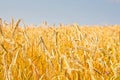 Close up of gold ripe wheat or rye ears against blue sky. Summer sunday. Selective focus