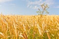 Close up of gold ripe wheat or rye ears against blue sky. Summer sunday. Selective focus