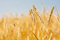 Close up of gold ripe wheat or rye ears against blue sky. Summer sunday. Selective focus