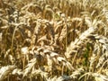 Close-up gold spikelets of wheat against a background of yellow field.