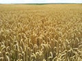 Close-up gold spikelets of wheat against background of yellow field. Wheat harvest. Macro shot wheat spikelets with copy space.