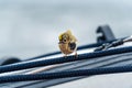 Close up of goldcrest resting on a sailing yacht