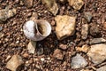 Close-up of golden apple snail`s shell and rocks scattered on the ground during ebb tide at a national park.