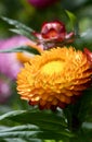 Close up of a golden Australian native Everlasting Daisy, Xerochrysum bracteatum, family Asteraceae