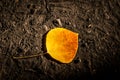 Close Up of a Golden Autumn Leaf on the Forest Dirt Ground